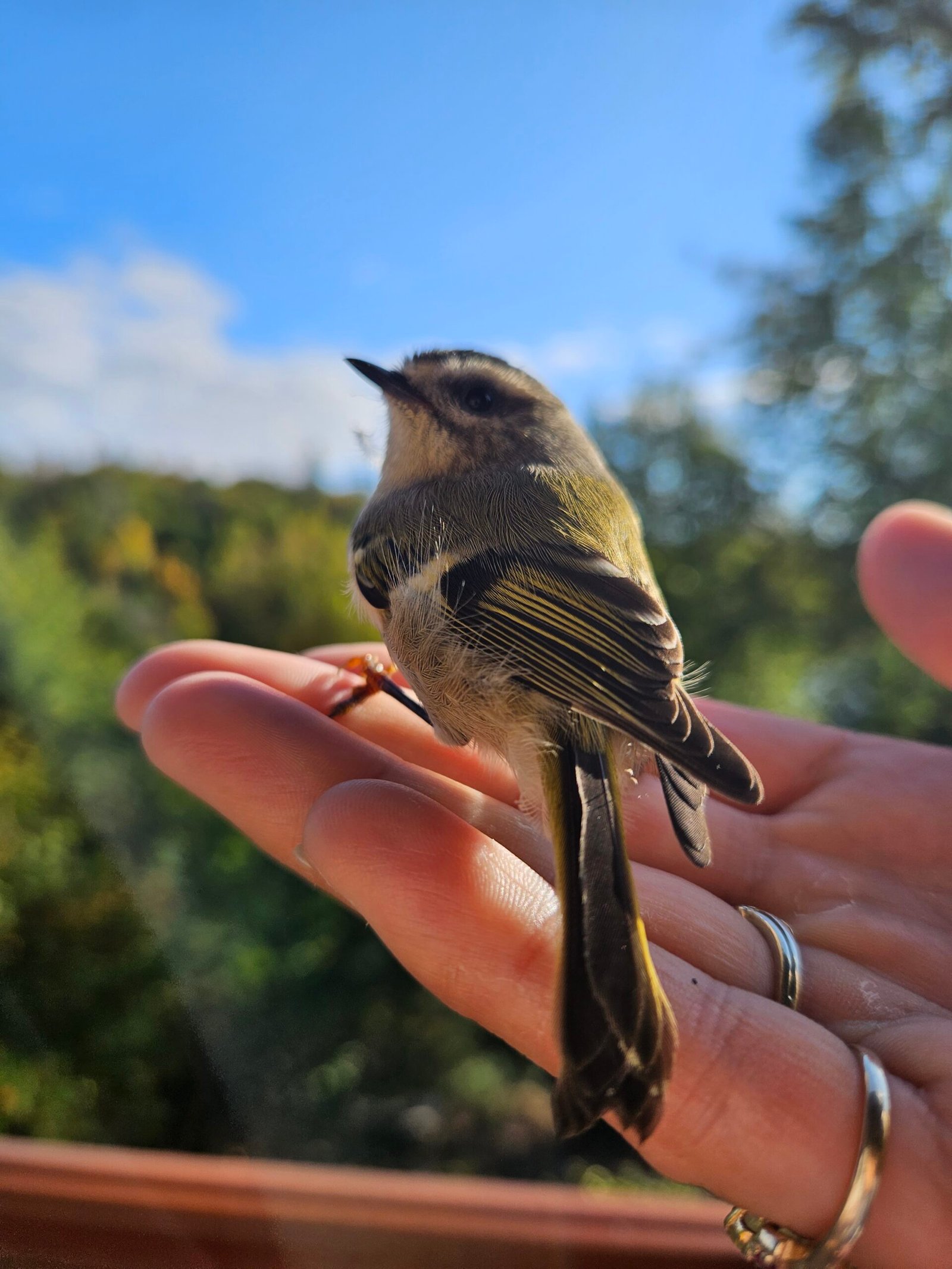 Cliente qui tient un oiseau dans sa main